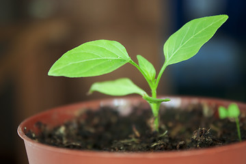 Image showing Seedlings peppers