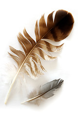 Image showing Feathers