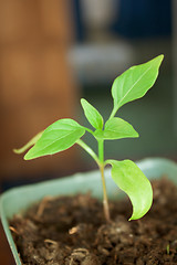 Image showing Seedlings are grown in the spring 