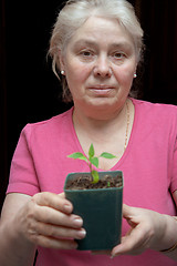 Image showing Woman holding a pot with a sapling