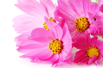 Image showing Pink daisies