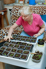 Image showing Woman takes care of the seedlings