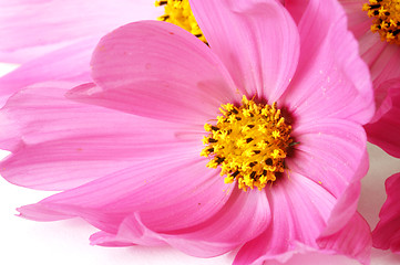 Image showing Pink daisies