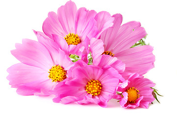 Image showing Pink daisies