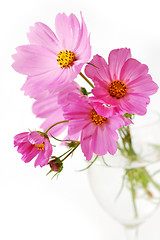 Image showing Pink daisies