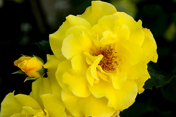 Image showing Yellow beauty