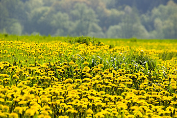 Image showing Yellow freshness 01