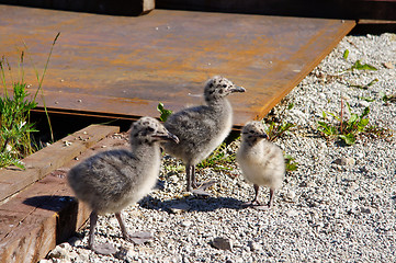 Image showing Three nestlings