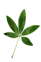 Image showing Green leaf