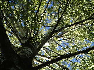 Image showing birch