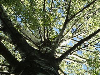 Image showing birch