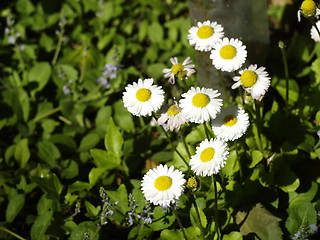 Image showing Daisy chain flowers