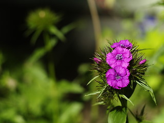 Image showing Purple flower