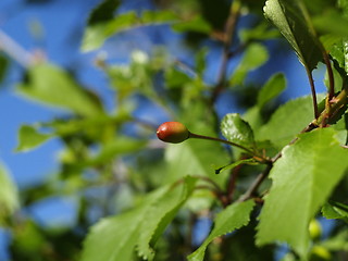 Image showing Cherry tree