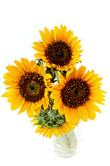 Image showing Sunflowers