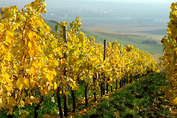 Image showing Vineyards