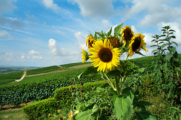 Image showing Summer landscape