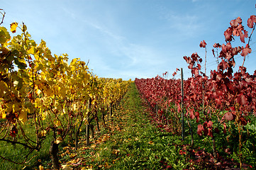 Image showing Vineyard