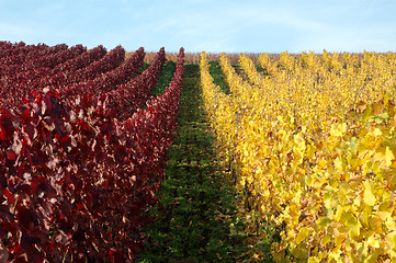 Image showing Vineyard