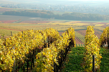 Image showing Vineyard