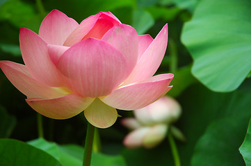 Image showing Lotus