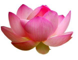 Image showing Lotus