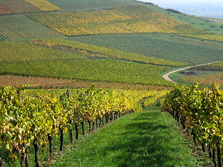 Image showing Vineyard