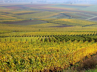 Image showing Vineyard