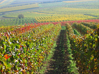 Image showing Vineyard