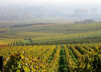 Image showing Vineyard