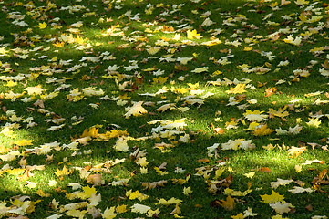 Image showing Sun shade and leaves 01