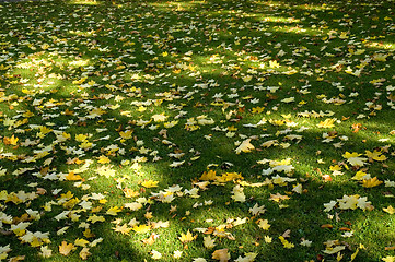 Image showing Sun shade and leaves 02