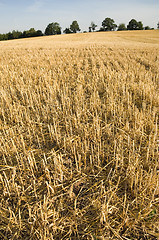 Image showing Stubble