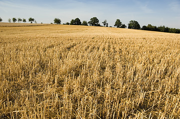 Image showing Stubble