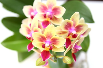 Image showing orchid over white