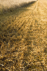 Image showing Stubble