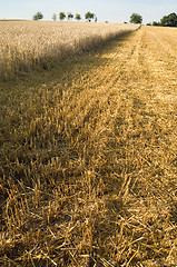 Image showing Stubble