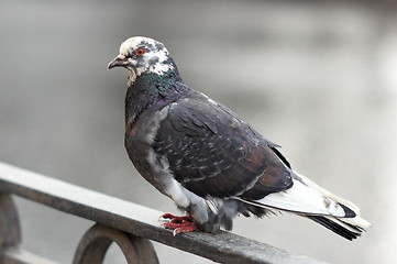 Image showing bird dove