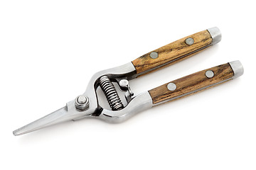 Image showing Secateurs