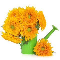 Image showing Sunflowers