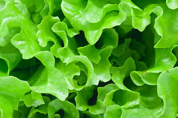 Image showing Lettuce