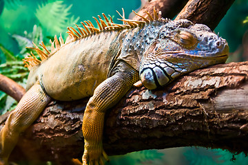 Image showing Iguana