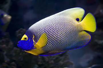 Image showing Angelfish