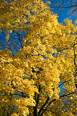 Image showing Maple in Fall