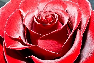 Image showing Red rose