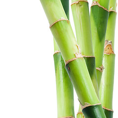 Image showing Bamboo