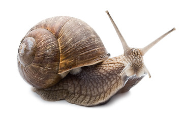 Image showing Snail