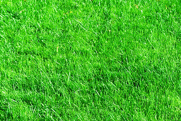 Image showing Grass