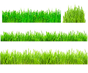 Image showing Green Grass