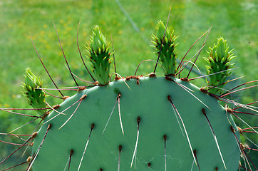 Image showing Prickly Pear cactus prepared for blooming 